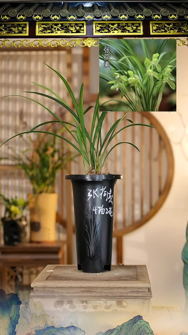 全部花苞张荷素4苗2花