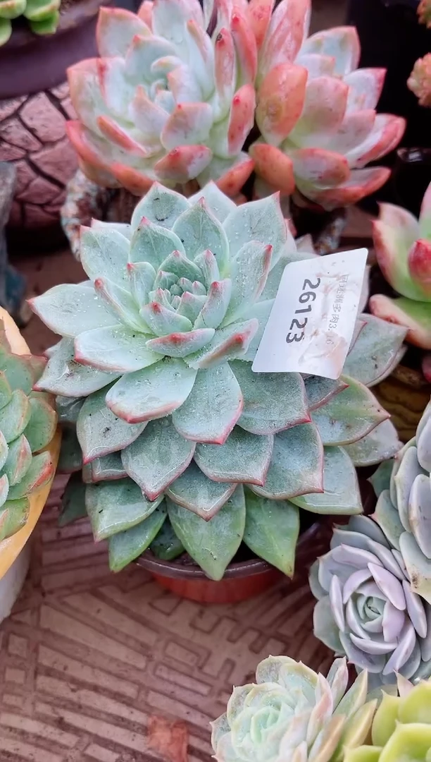 香****）26123多肉植物一物一拍