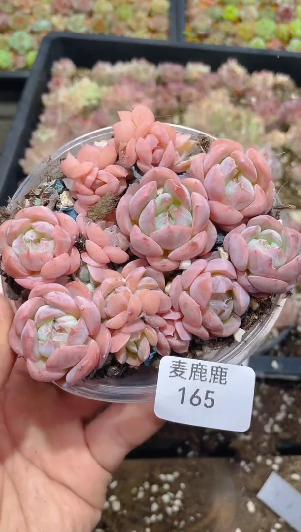 165贝壳汉堡 量拍