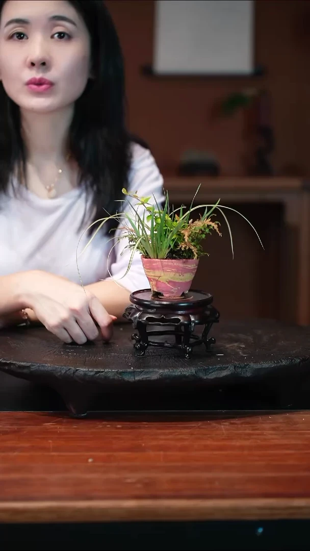 无花朵山野草盆景盆景