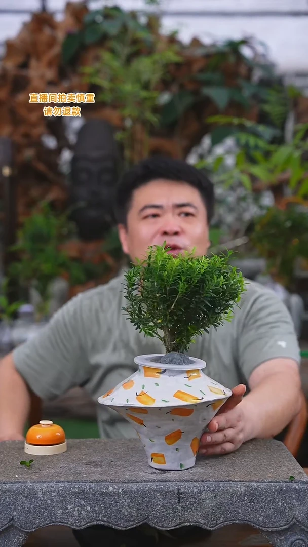 当前无花栽培后可以开花黄杨瓷器瓶157+