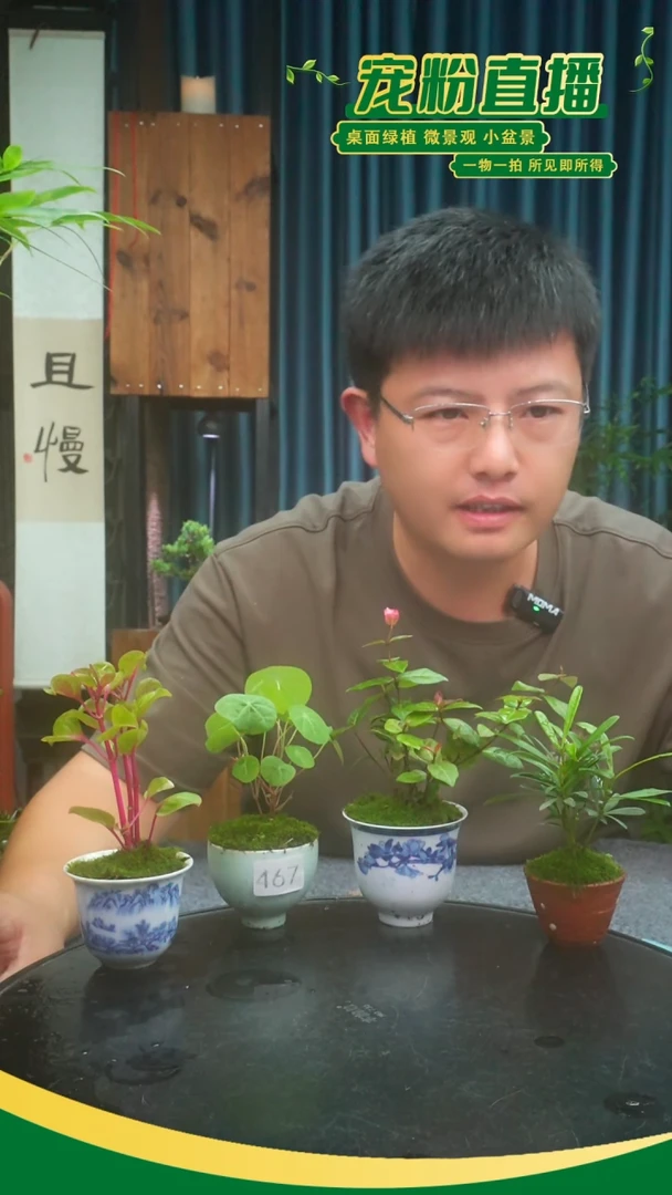 无花朵沉*苔藓微景观467号