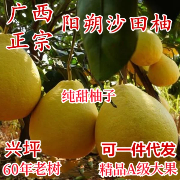 广西正宗阳朔沙田柚 大果纯甜无酸 桂林兴坪60年老树白色果肉柚子