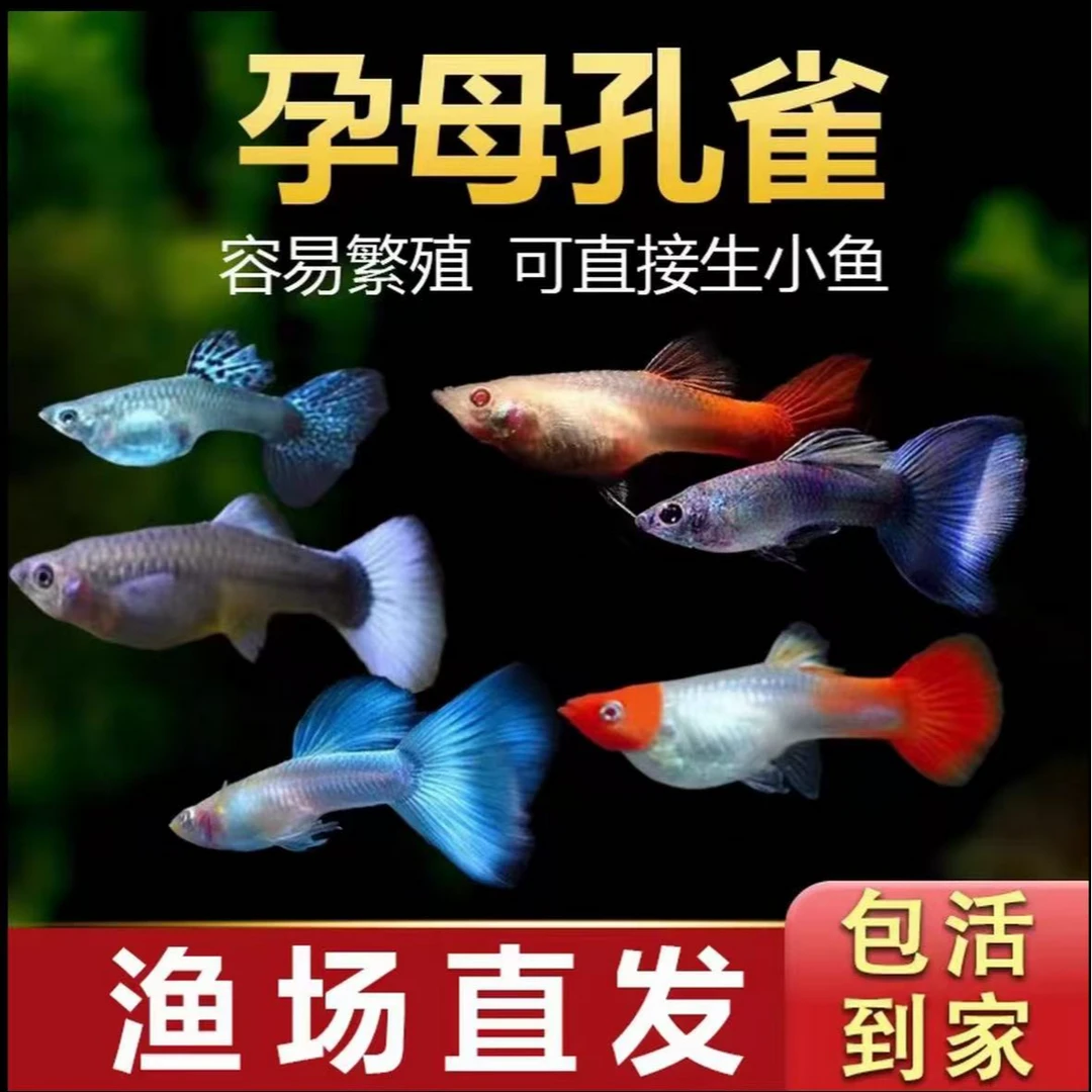 【繁殖全母鱼套餐】8条+2条备损孔雀鱼观赏鱼好看好养新手易繁殖鱼
