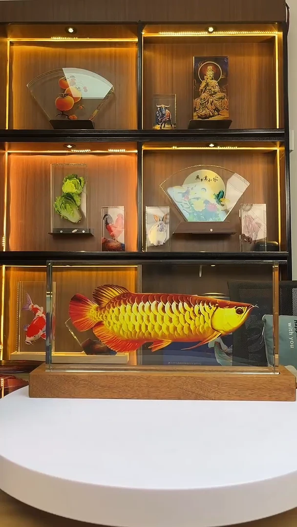 全新内雕金龙鱼直30/15+红木底座