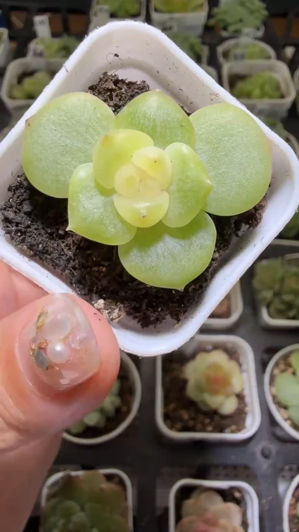 1328  荔枝多肉植物