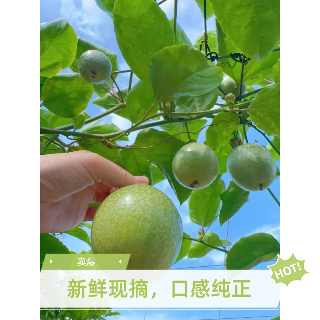 [福品福递]福建武平黄金百香果果园现采现发1-5斤顺丰包邮