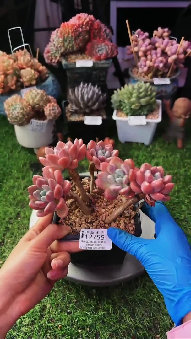 昆明印象多肉12755