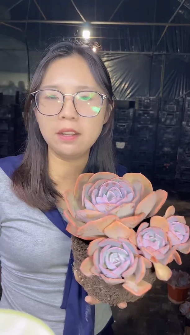 尘埃玫瑰挑头多      8