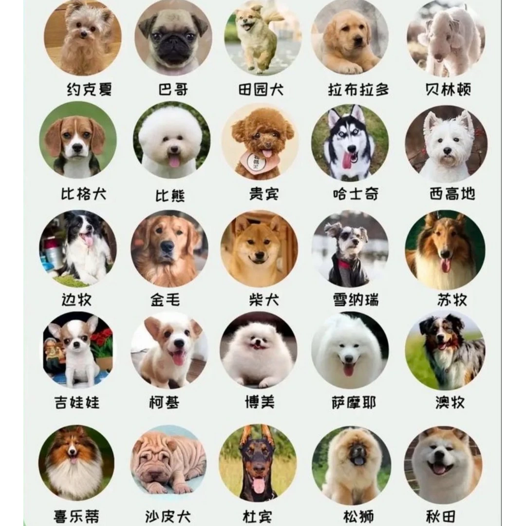 【广东汪汪宠业 】狗狗活体全款链接 （一物一拍）活体狗狗幼犬