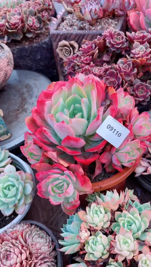 【闪购商品】09108