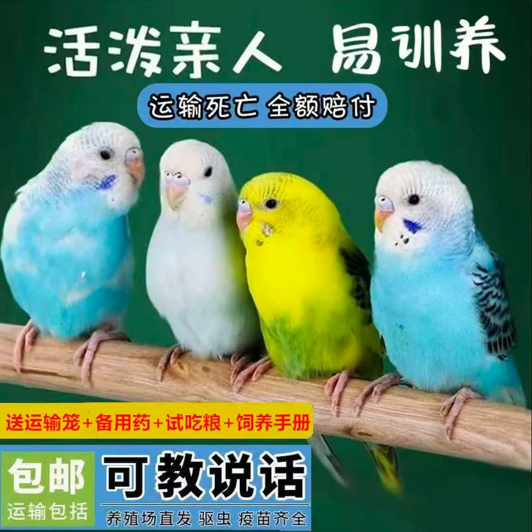 虎皮鹦鹉观赏鸟手养亲人粘人颜色公母可选