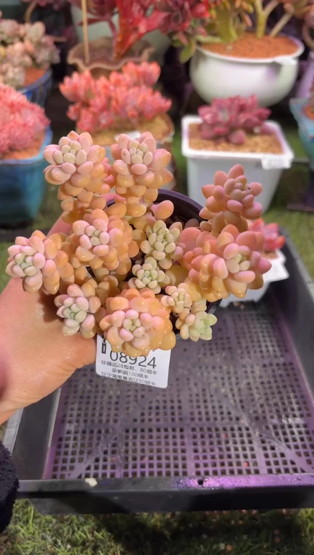 【闪购商品】08924