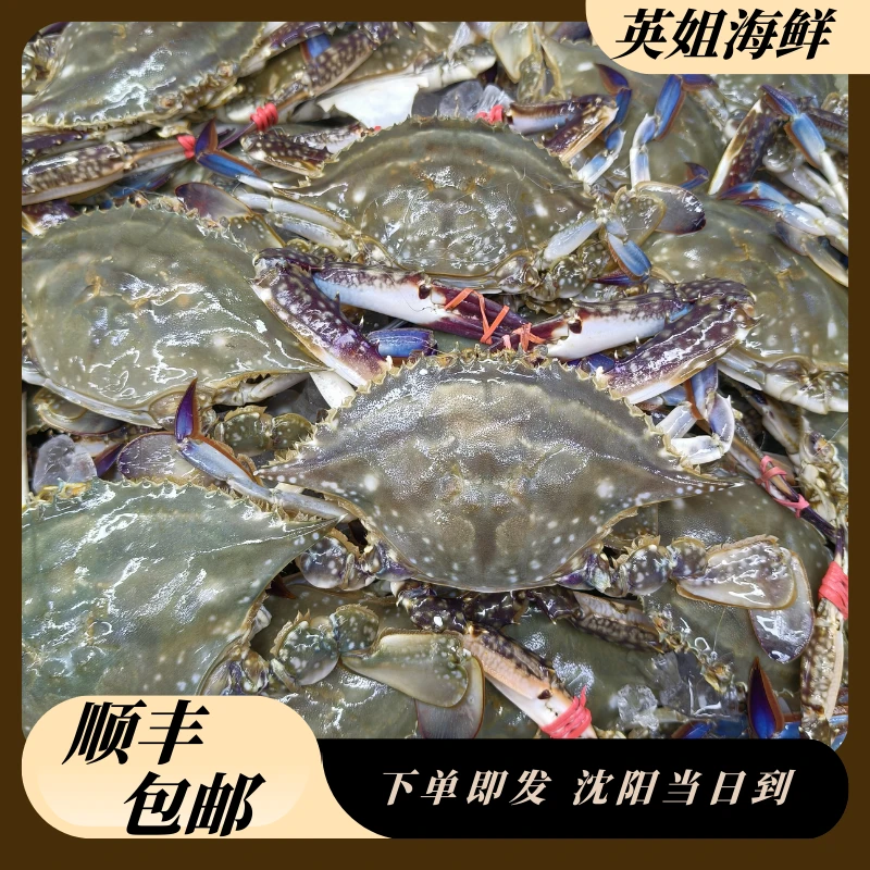 【正宗】东港公蟹4斤起【仅限沈阳市内快递发货】单只3两【保鲜不保活】