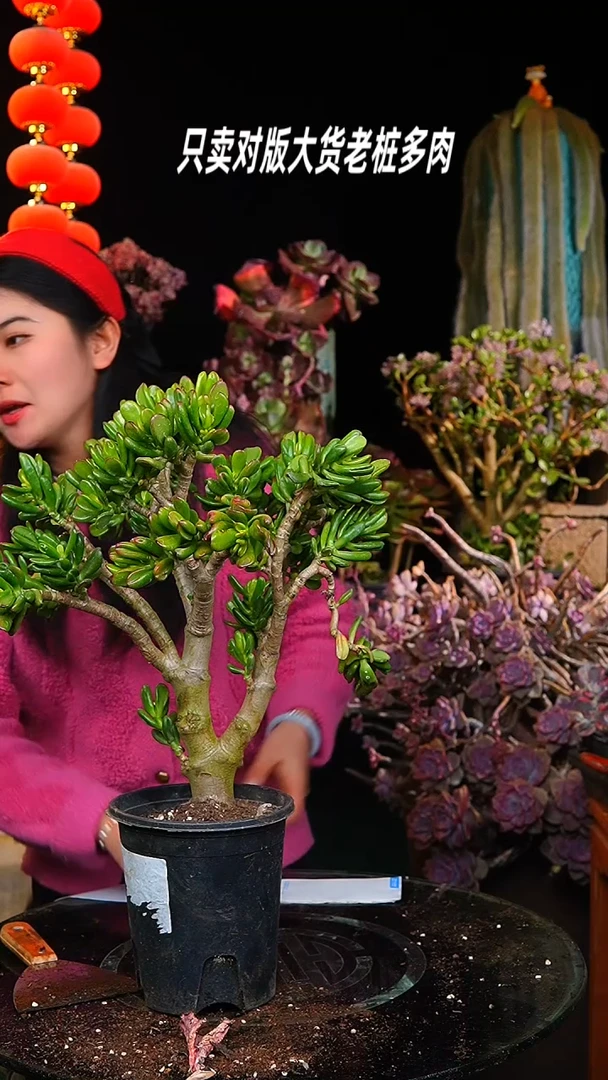 【闪购商品】招财猫39号