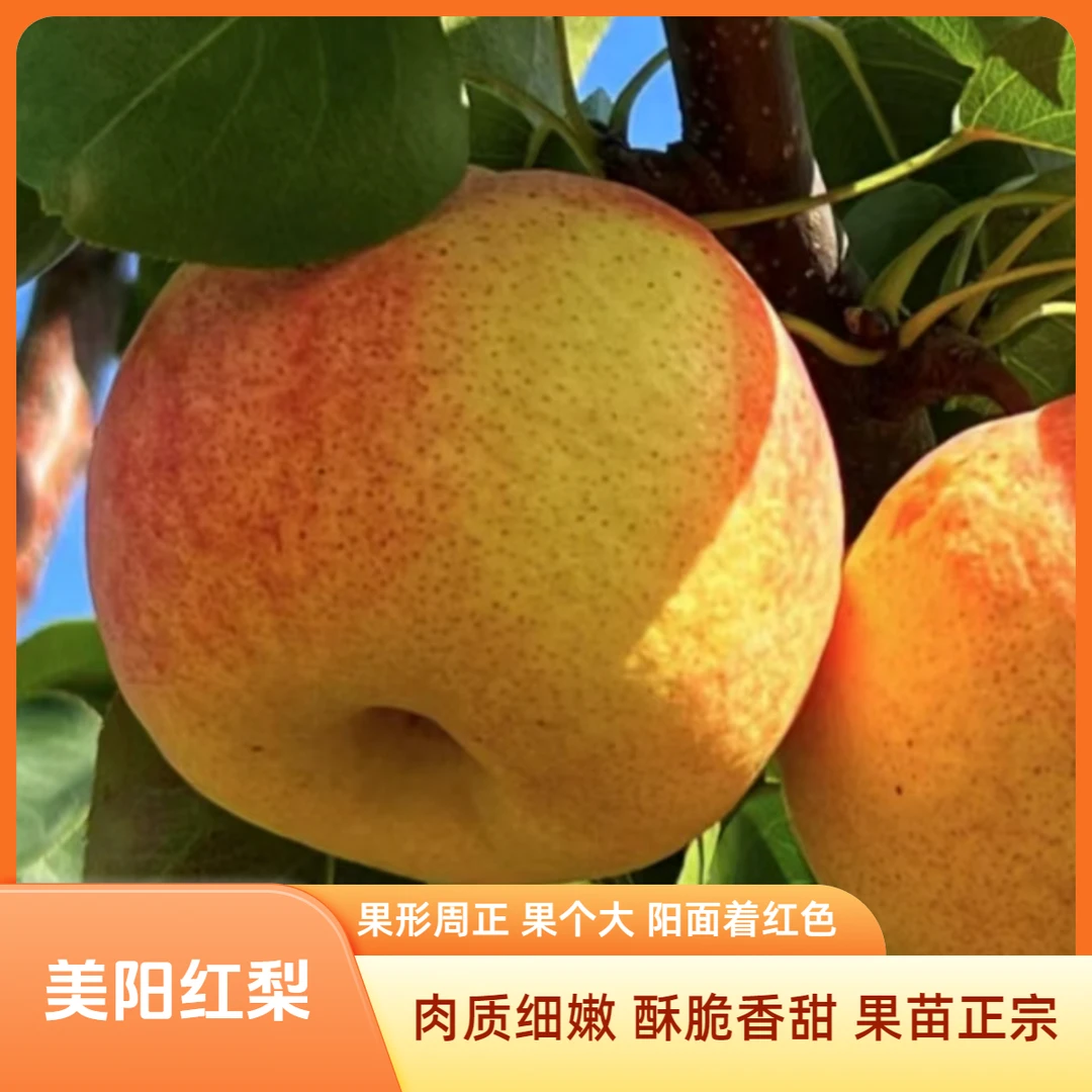 果苗/梨树苗/美阳红梨苗/新品种梨树苗/果树苗/正宗嫁接梨苗