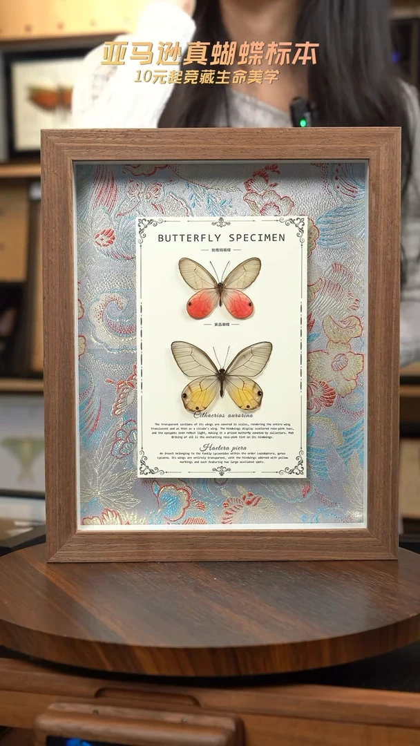 玫瑰绡眼蝶+黄晶眼蝶国风花蓝色布底