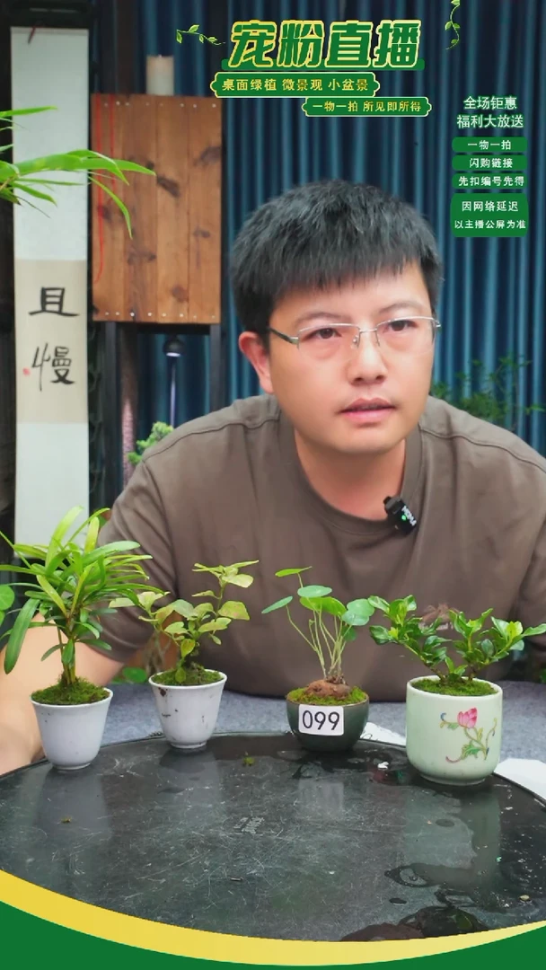 无花朵图*爸苔藓微景观099号