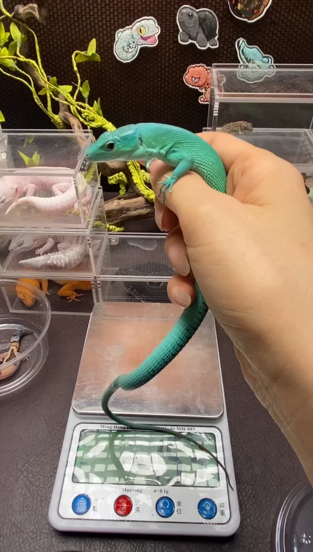 翡翠龙纹蜥鳞与尾 Scale Tail 爬宠成体