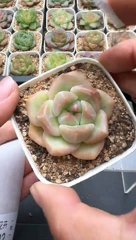 531F云禹多肉植物 默认脱土纸巾打包 3颗包邮