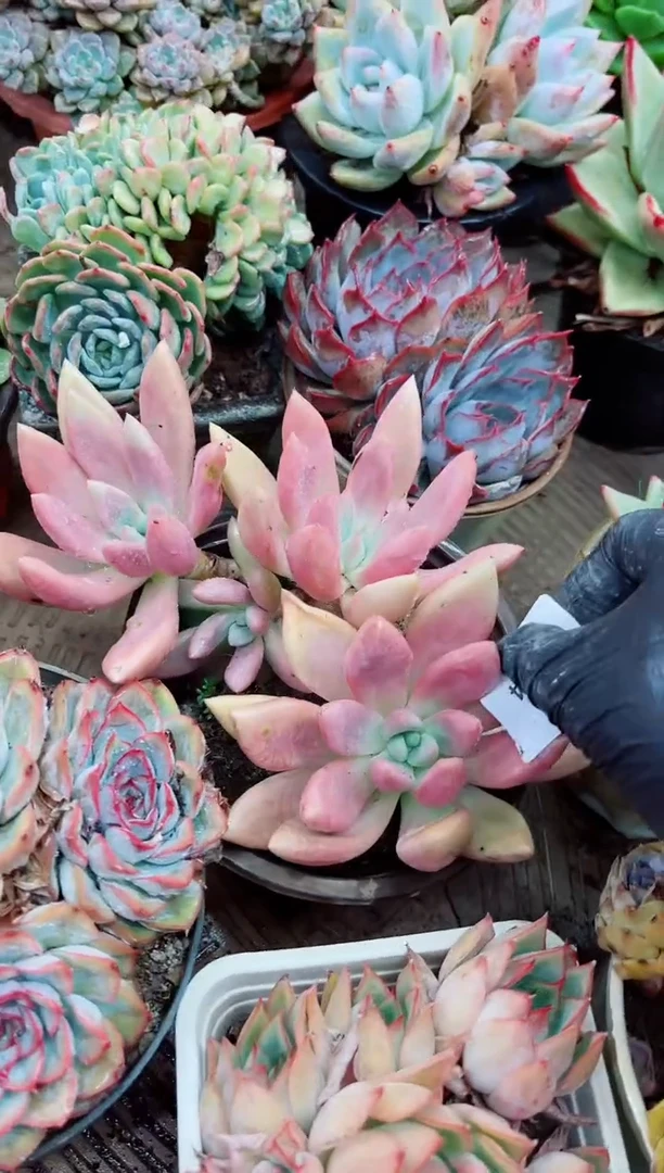 缘09034多肉植物一物一拍