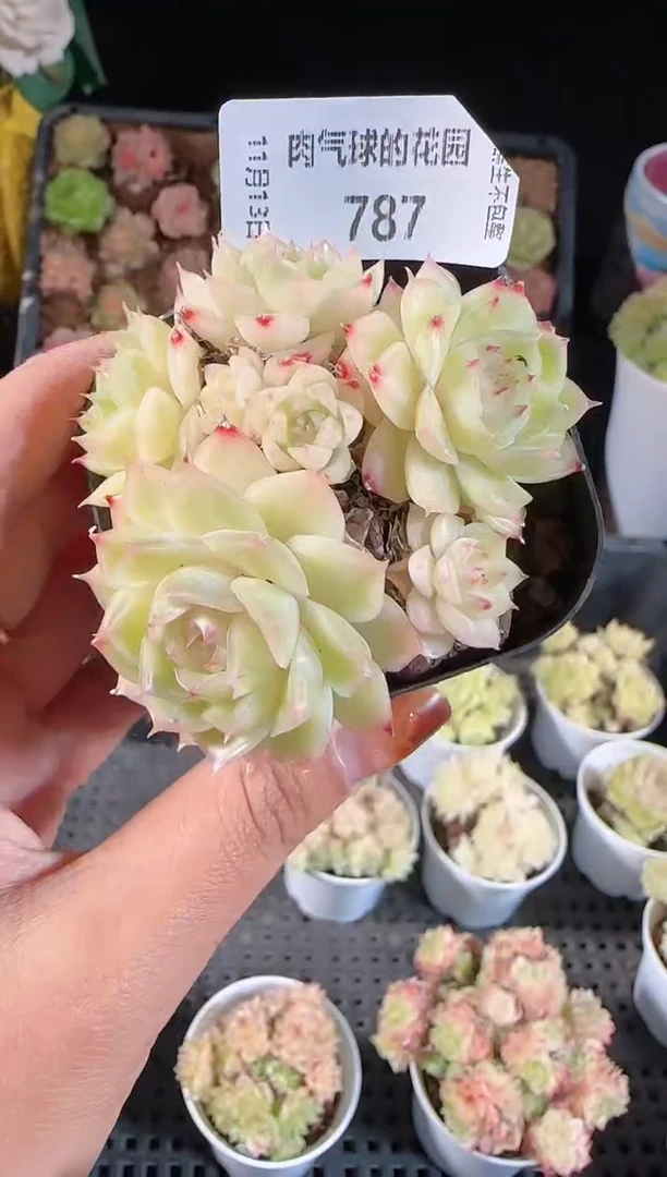 1113-787群生不包整