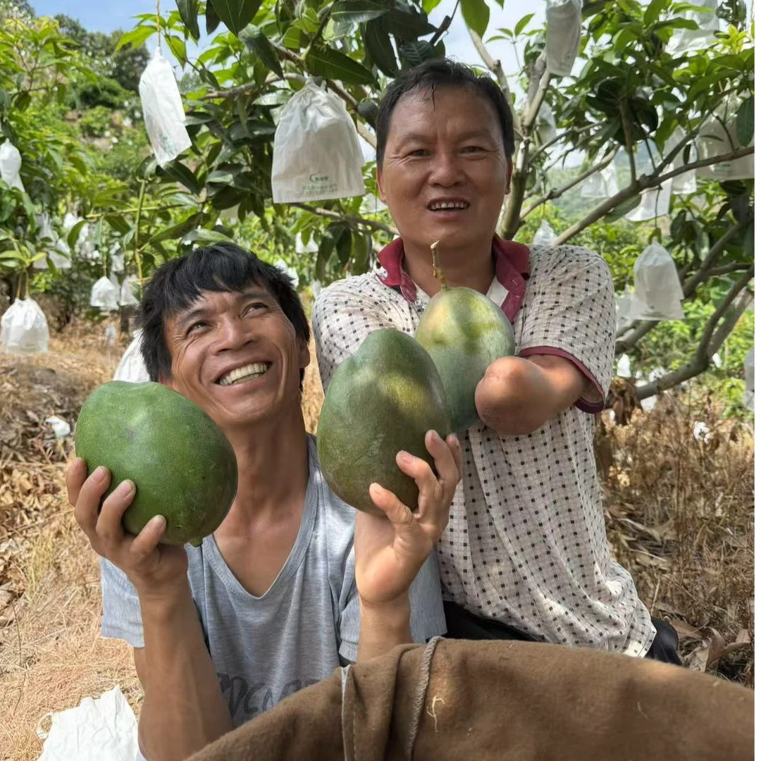【催熟放软食用】四川凯特芒果当季新鲜时令水果523