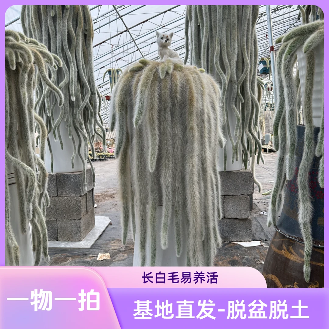 开花九尾狐多肉植物高档盆栽长白毛系列办公室客厅庭院盆栽防辐射