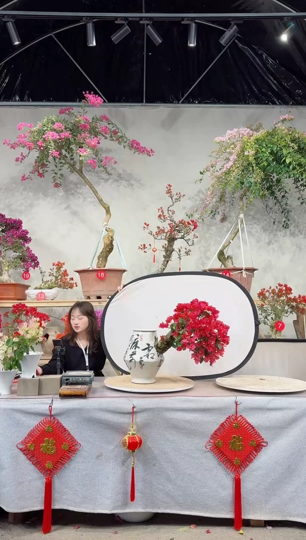 【闪购商品】盆景四季同安红