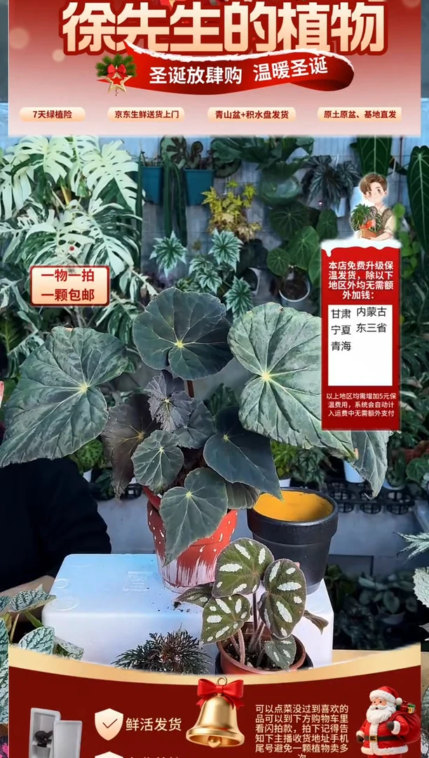 完全开放坠星秋海棠