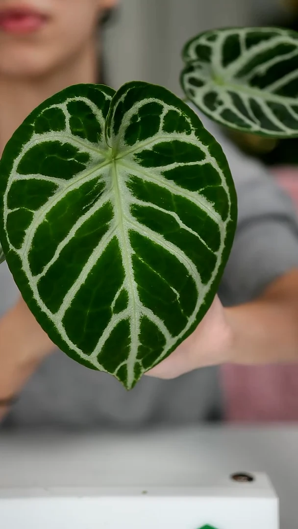 完全开放奇妙森林SKG银x银色面纱