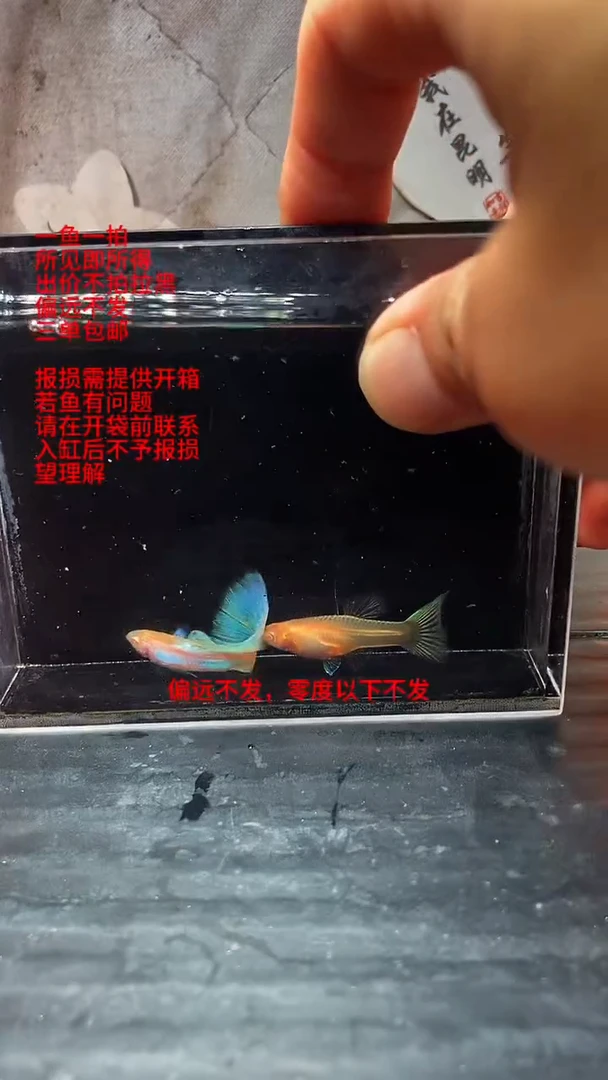 孔雀鱼孔雀鱼 16