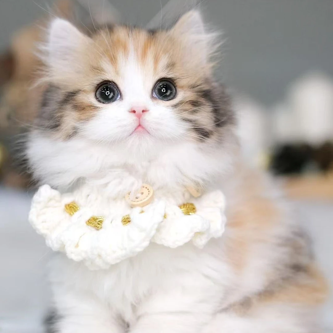 （成都矮脚猫）T猫咪活体