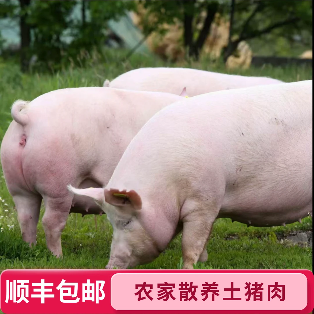 【天松哥】现场称重一物一拍农家散养土猪白猪纯熟食猪顺丰包邮