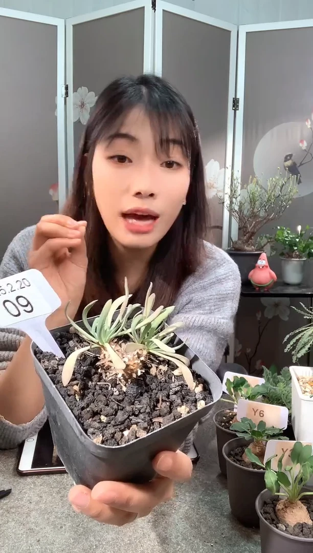 【闪购商品】苏铁厚敦菊2.20.9