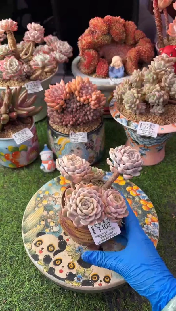 ?*紫昆明印象多肉3399的盆