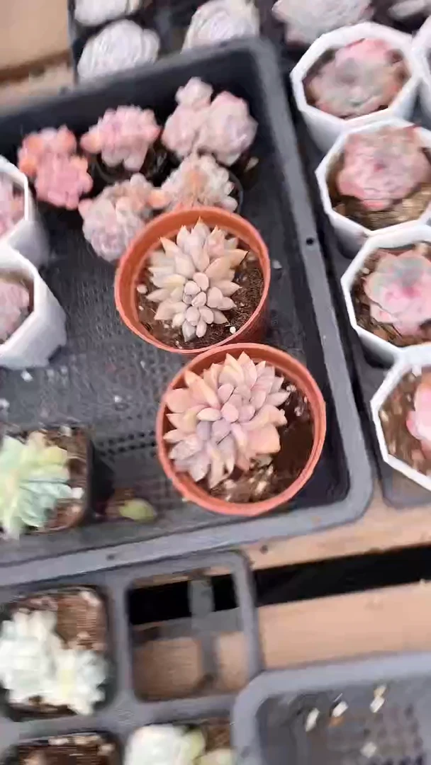 【闪购商品】8角盆吉娃娃锦多肉