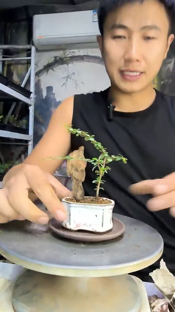 筠中青园艺一物一拍55