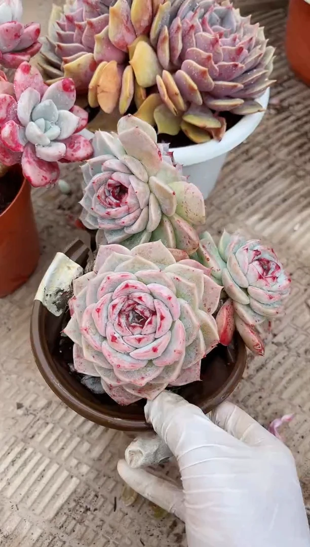 【闪购商品】04606