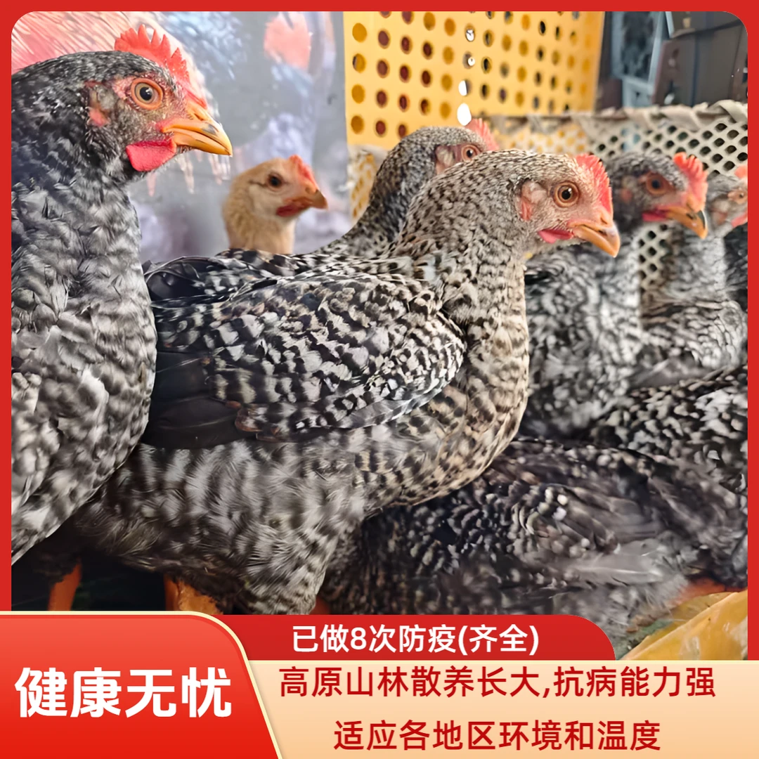 宠物鸡 云南高山散养金芦花防疫齐全活体包邮发货