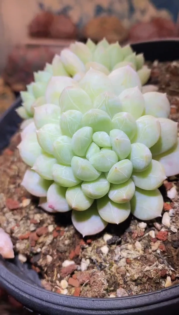 【闪购商品】151绵绵冰群