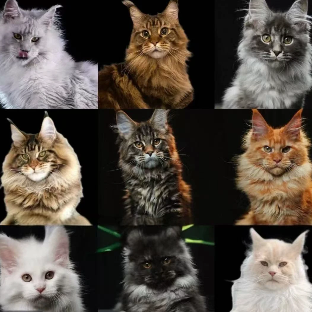 二号宠物标本定制