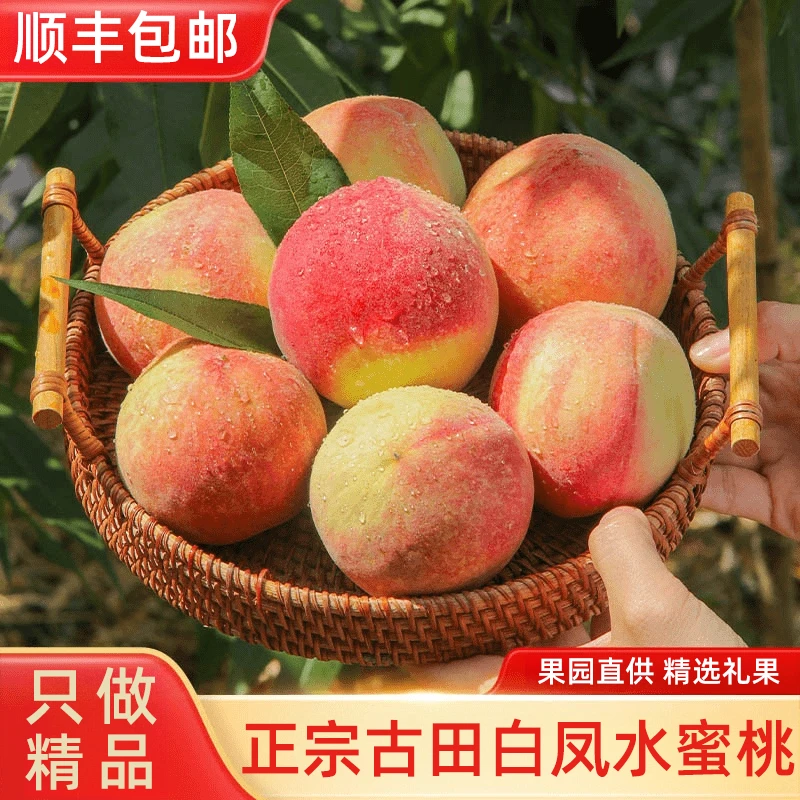 【白凤桃】正宗古田水蜜桃果园直供香甜细腻多汁软脆都好吃顺丰发货