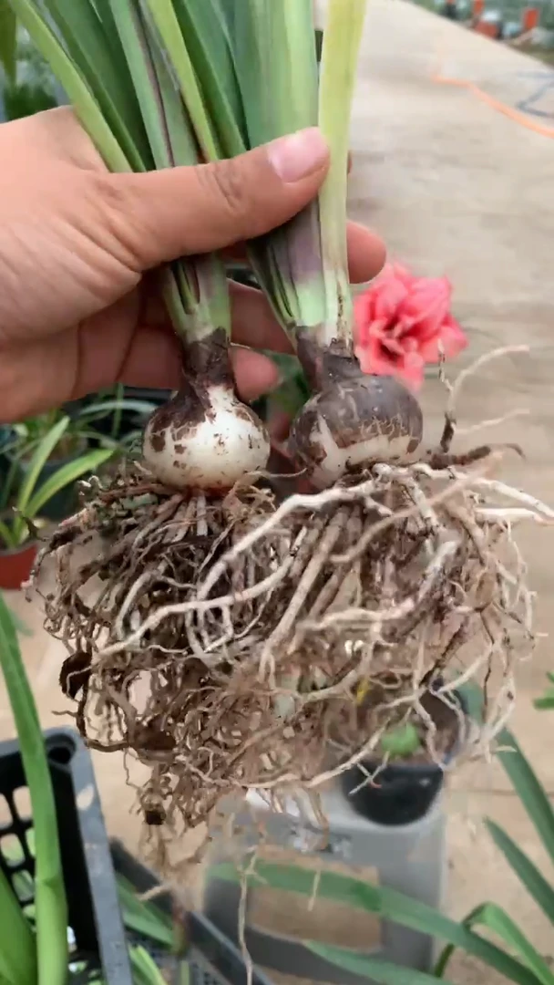 当前无花栽培后可以开花斯嘉丽3cm+裸根（2）