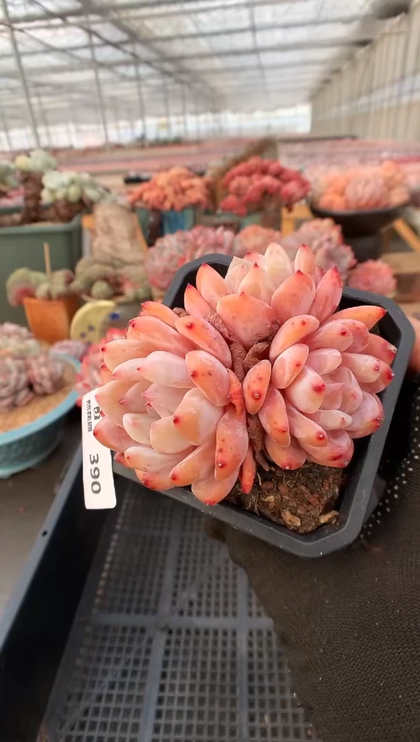 【闪购商品】390雪天使一物一拍