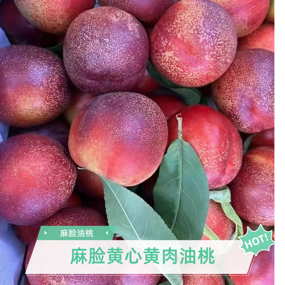 麻脸黄心黄肉油桃脆甜多汁