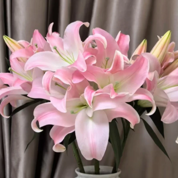 星光 单瓣香水百合  任意2单发顺丰或德邦快递 发货后不支持退款