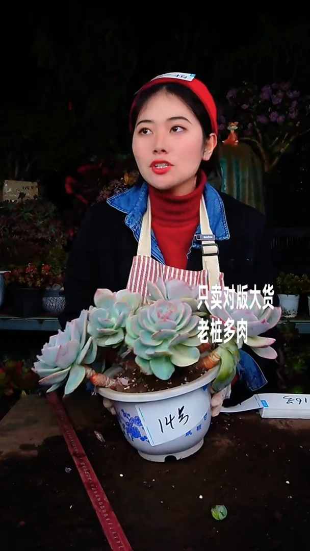 【闪购商品】超大白凤14号