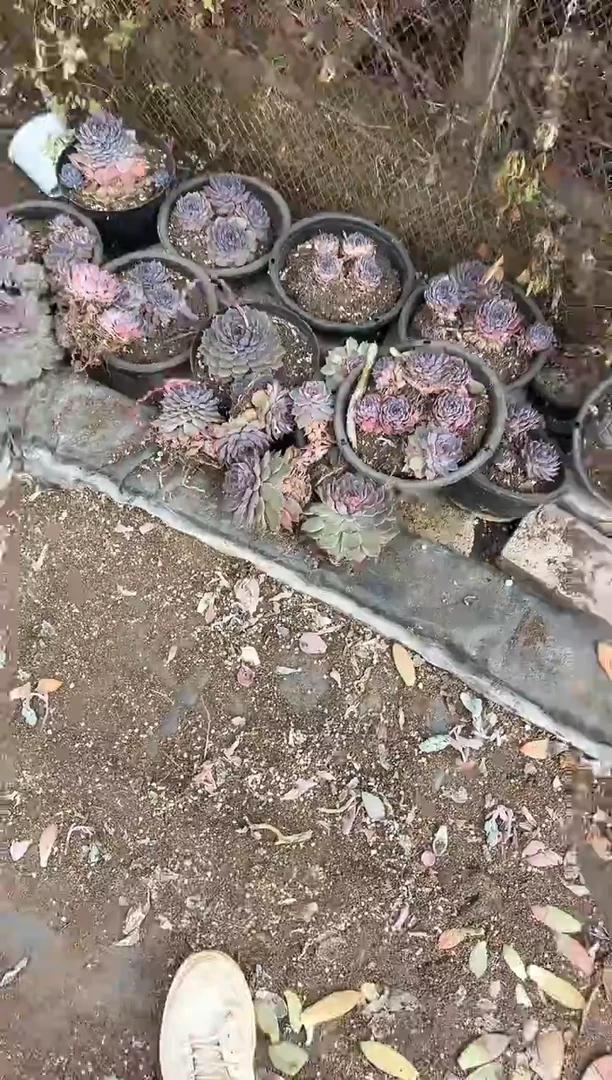 萝*3号棚池子旁蓝莓（有大有小不售后）一堆十几颗￥39