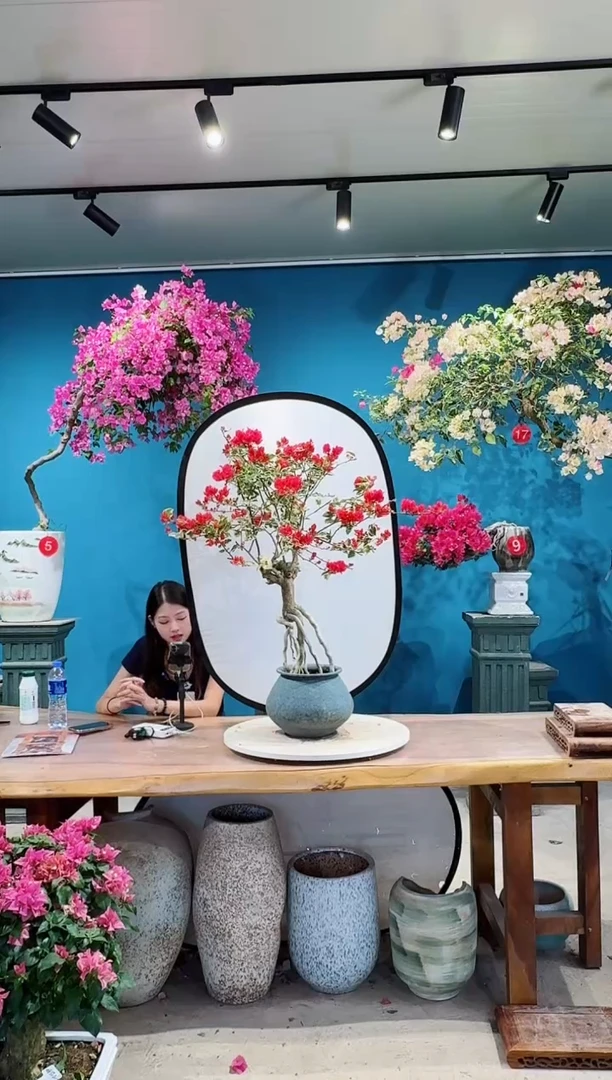 全部花朵花叶红三角梅